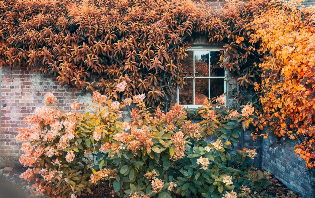 Window on the brick wall with fall color leaves. Traditional English residential house with orange p